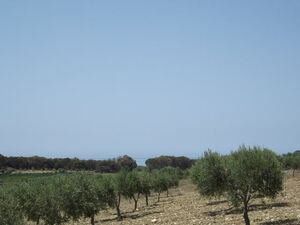 Land in Sicily - Borgo Bonsignore