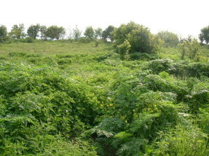 Regulated plot of land situated 80 km from the Black sea