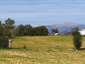 Plot for a vineyard in Mallorca with good soil 230,000 EUR