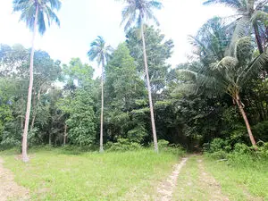 Land for rent in Woktum Koh Phangan