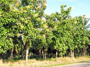 2500 hectares of teak trees plantation in Costa Rica (NFT pr