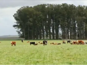 Excellent agricultural-livestock farm in URUGUAY