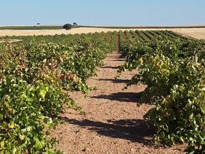 Vineyard in Don Quixote region, Toledo, Spain