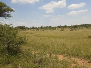 11hectares farm for sale in Mmamashia 