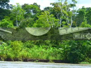 Spectacular 700 Hectares of Rainforest Land for Sale in Peru