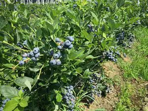 Blueberry orchard for sale Serbia