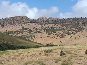 Huge Land in Morocco for sale 45 hectares 