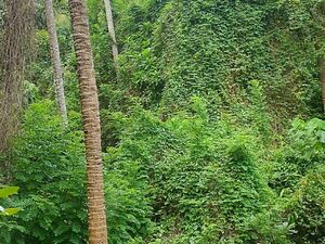 Amazing Mixed Crop Land