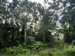 Residential/Commercial Land For Sale, Loboc, Bohol