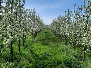 I am selling a pear plantation