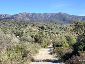 Farm Land with olive trees and well in Dolianova