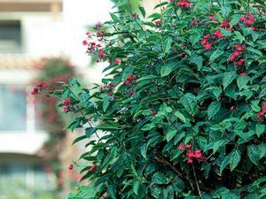 Veranda Sahl Hasheesh – Your Dream Home by the Red Sea