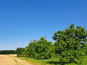 Organic Walnut Orchard – 5.5 hectares – 1,500 Trees 