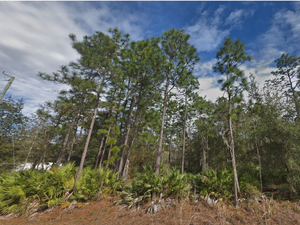Want Affordable Land? Own 0.22 Acres in FL for Just $175