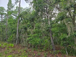 2025 Housing Fix: Your Own 0.22 Acres in FL For Just $129