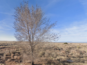 🗽 Make America Yours – 1 Acre in NM for Only $125/Month