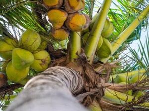 coconut land for sale in Kalpitiya 