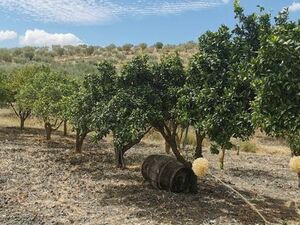 Land in Sicily - Triolo Alessandria