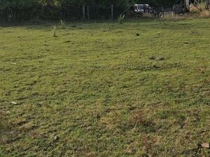 Building plot for sale - Kosmaj