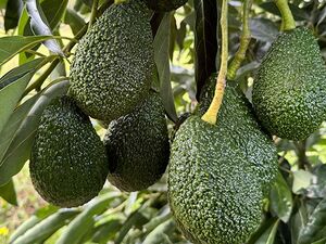 Coffee and Avocado Farms for lease in Murang'a County 
