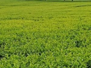Large-Scale Tea Farms for Sale in Kericho,Nandi & Kiambu Cou