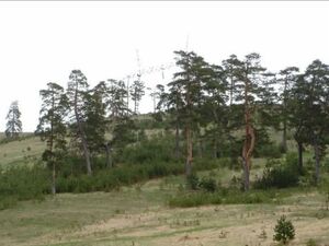 Zlatiborski Ducat - land, investment - Čigota