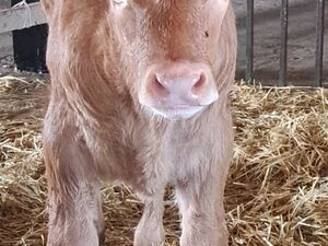 Well-Developed Farm Suitable for Limousin Cattle Breeding 