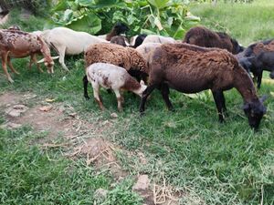 Sheep farm with 90 animals, 85,000 m² of lush pastures...