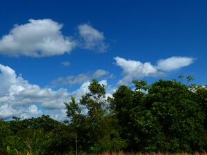 700 hectares of Peruvian rainforest – title deed available