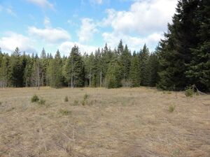 Two plots for sale near Mitrovec on Tara