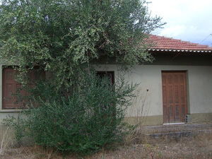 Olive tree field with old house in Messinia, Greece