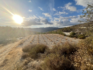 🏡 Residential Plot for Sale – Laneia, Limassol District