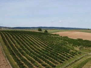 Hazelnut plantation-Sremska Mitrovica-Ležimir 378 ares