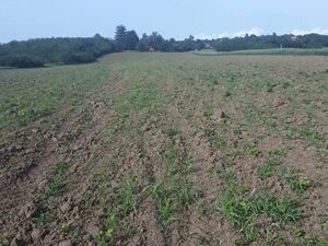 Plots for sale Mladenovac-Vlaška