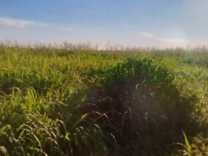 Agricultural operation with livestock farming, Chaco, 11125 