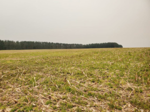 Agricultural operation of 402 hectares in San Cristobal