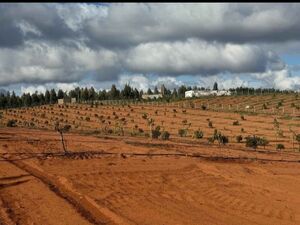 Rural farm in Morroco with 5 hectares 