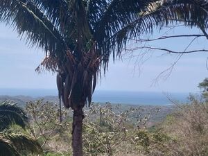 3 huge lots for sale, single or together!