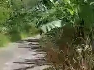 For sale farm lot in tugbok, Davao city, Philippines 