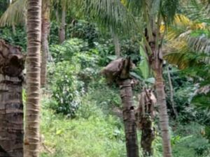 Farm lot in toril, Davao city 