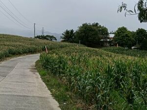 Farm lot in Davao city 