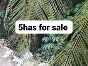 Commercial lot in panabo city 