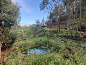 Beautiful land in Caminha area, 20000 square metres.