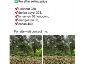 Farm lot in Davao city 