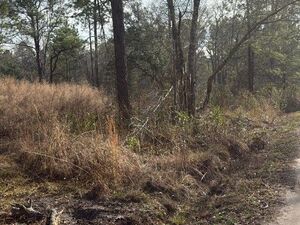 11.99 acres | 2-Lot Combo Land for Sale in Pineland, SC