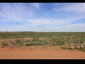 Farm lot in Australia 