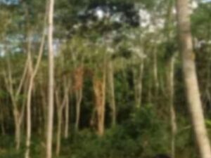 Farm lot in Davao city 