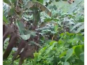 Farm lot in panabo city 