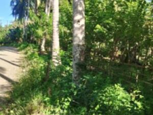 Coconut farm in sawata, Davao del Norte 