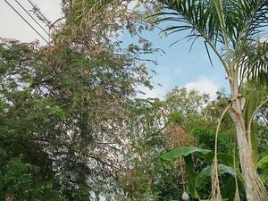 House and land for sale.